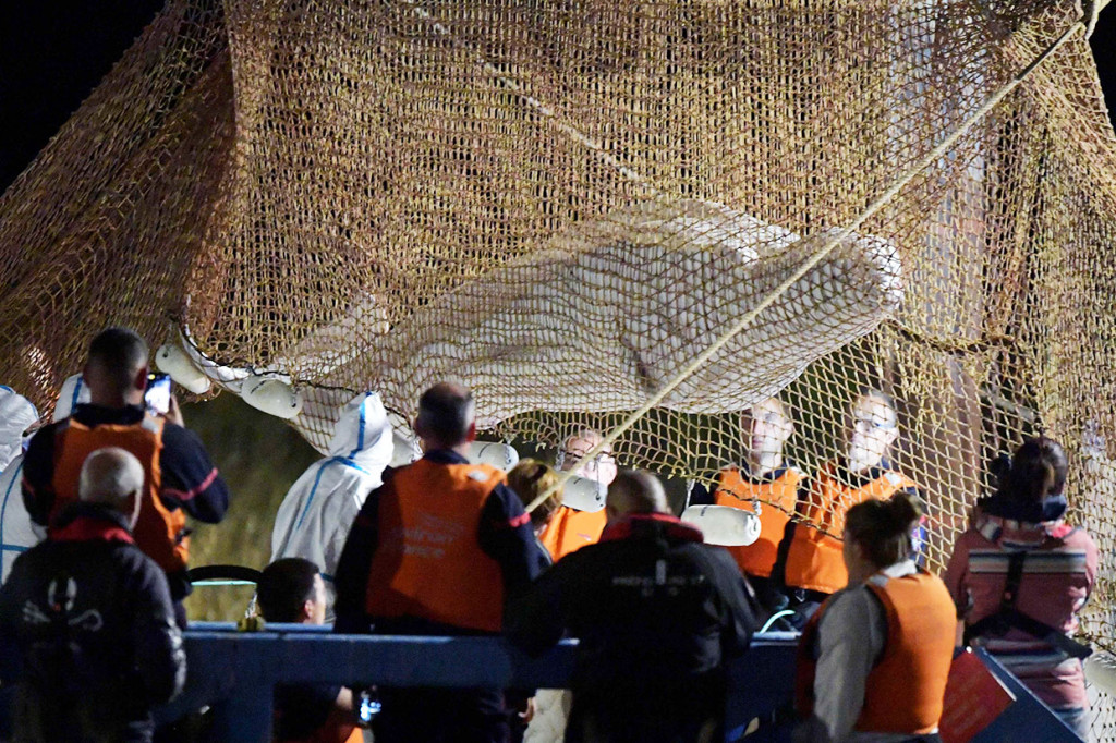 Setelah hampir enam jam bekerja, cetacea seberat 800 kilogram tersebut diangkat dari sungai dengan jaring dan derek sekitar pukul 4:00 pagi waktu setempat dan ditempatkan di atas tongkang di bawah perawatan langsung selusin dokter hewan.