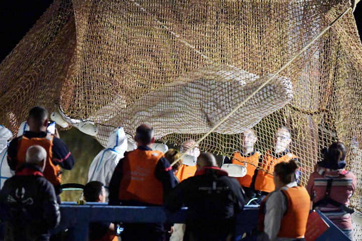 Setelah hampir enam jam bekerja, cetacea seberat 800 kilogram tersebut diangkat dari sungai dengan jaring dan derek sekitar pukul 4:00 pagi waktu setempat dan ditempatkan di atas tongkang di bawah perawatan langsung selusin dokter hewan.