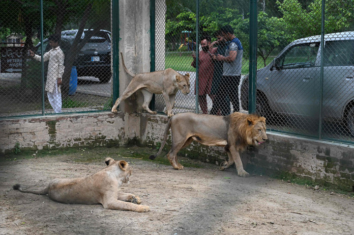 Pengunjung tengah melihat singa di Kebun Binatang Safari Lahore di Lahore. Setelah menuai kontroversi, sebuah kebun binatang Pakistan akhirnya membatalkan rencana untuk melelang 12 singa peliharaan mereka.