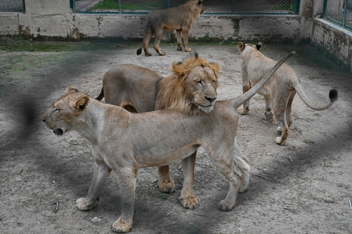 Dengan luas lebih dari 200 hektar, Kebun Binatang Safari Lahore dianggap sebagai salah satu yang terbaik di negara ini -- di mana kebun binatang dikenal mengabaikan kesejahteraan hewan.