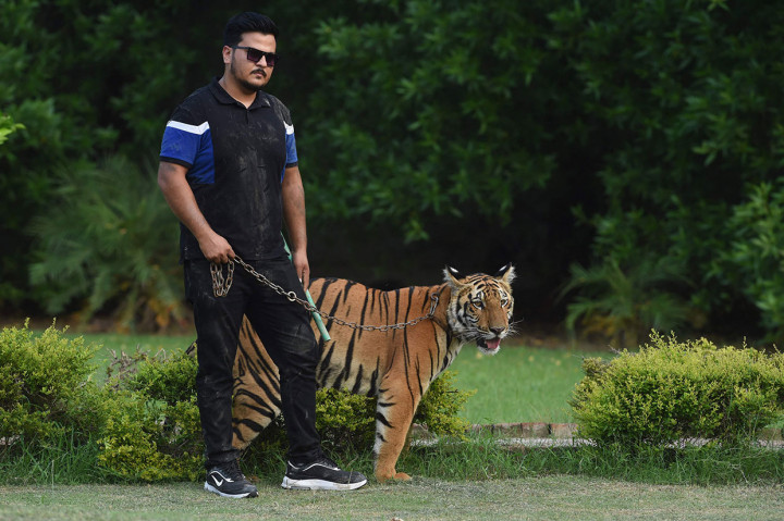 Memiliki singa, harimau, dan satwa liar eksotis lainnya sebagai hewan peliharaan tidak jarang terjadi di Pakistan, dan dipandang sebagai simbol status. Biasanya pemilik kaya memposting gambar dan klip video kucing besar mereka di media sosial, dan menyewakannya sebagai alat peraga untuk film dan pemotretan.