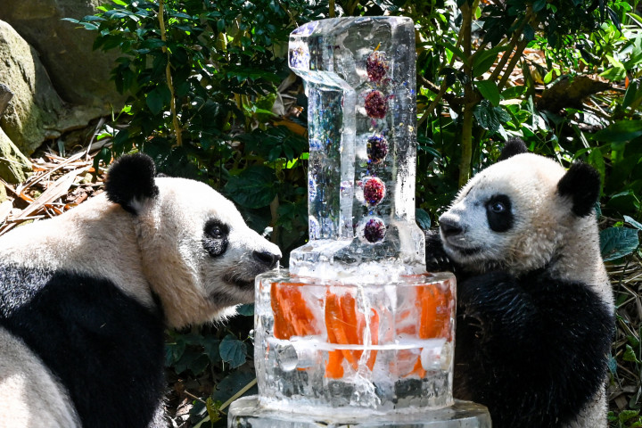 Tim yang merawatnya menghadiahkan Le Le dan ibunya Jia Jia dengan kue tiga tingkat yang disematkan bersama wortel, bambu, dan bunga yang dapat dimakan, dan di atasnya dengan irisan apel pada Jumat, 12 Agustus 2022, pagi.