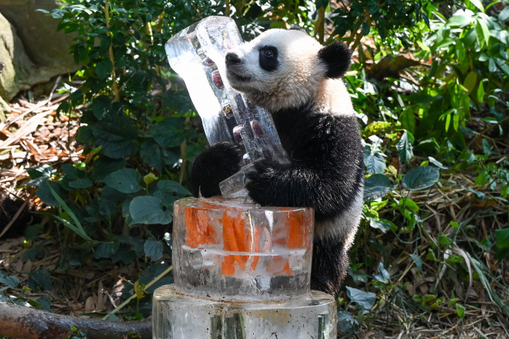 Dua hari lagi seekor anak panda raksasa pertama yang lahir di Singapura akan merayakan ulangtahun yang pertama.