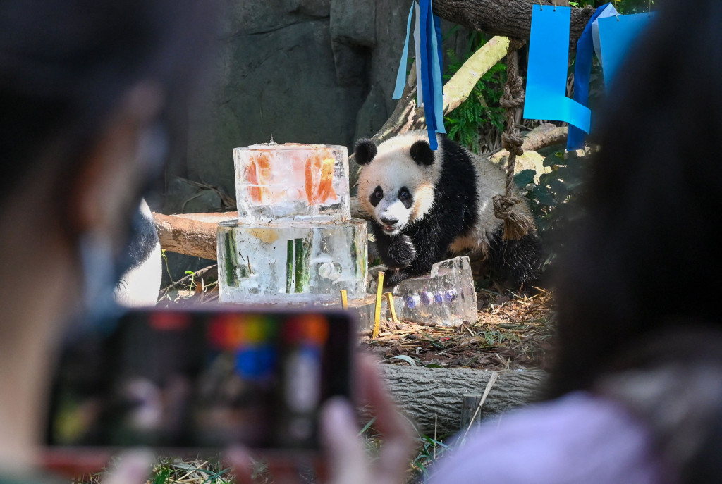 Perayaan ulang tahun Le Le yang luar biasa ini akan berlanjut hingga akhir pekan. Pengunjung yang ingin melihatnya bermain-main dengan kue ulang tahunnya memiliki kesempatan datang pada 14 Agustus pukul 10 pagi.