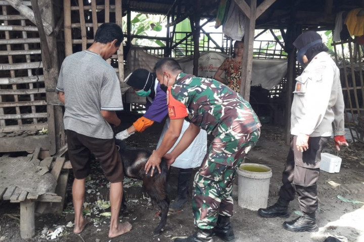 Lebih dari 100 ekor hewan ternak sapi dan kambing di Kecamatan Porong Kabupaten Sidoarjo mendapatkan suntikan vaksin guna mengantisipasi penyakit mulut dan kuku (PMK).