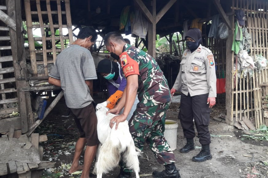 Sebagian hewan ternak tersebut ada yang baru mendapatkan vaksin dosis pertama, terutama untuk kambing. Sementara untuk ternak sapi sebagian besar vaksin dosis kedua atau booster.