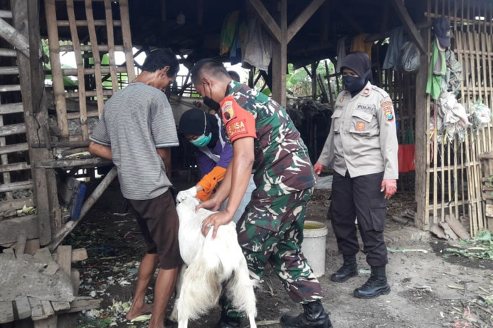 Sebagian hewan ternak tersebut ada yang baru mendapatkan vaksin dosis pertama, terutama untuk kambing. Sementara untuk ternak sapi sebagian besar vaksin dosis kedua atau booster.