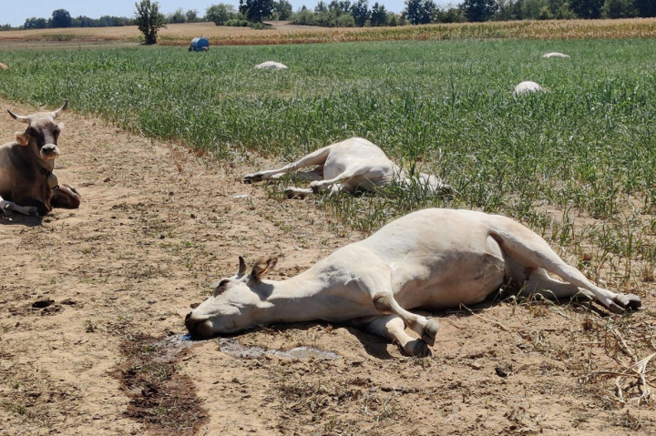 Menurut badan kesejahteraan hewan IZS setempat, puluhan sapi Piedmont di peternakan di Sommariva del Bosco, dekat Turin di barat laut Italia, mati mendadak karena keracunan asam prussic akut pada 6 Agustus.