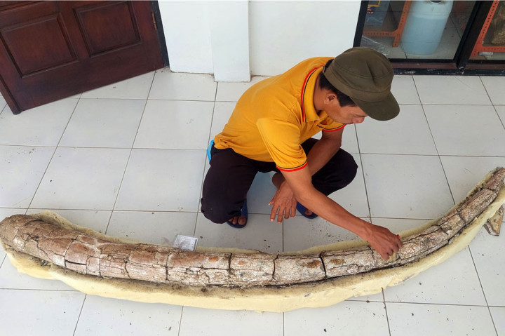 Petugas membersihkan fosil gading gajah purba (Stegodon trigenochepalus) yang ditemukan oleh warga di Desa Mbunton-Karangsudo, Terban, Jekulo, Kudus, Jawa Tengah, Jumat, 19 Agustus 2022.