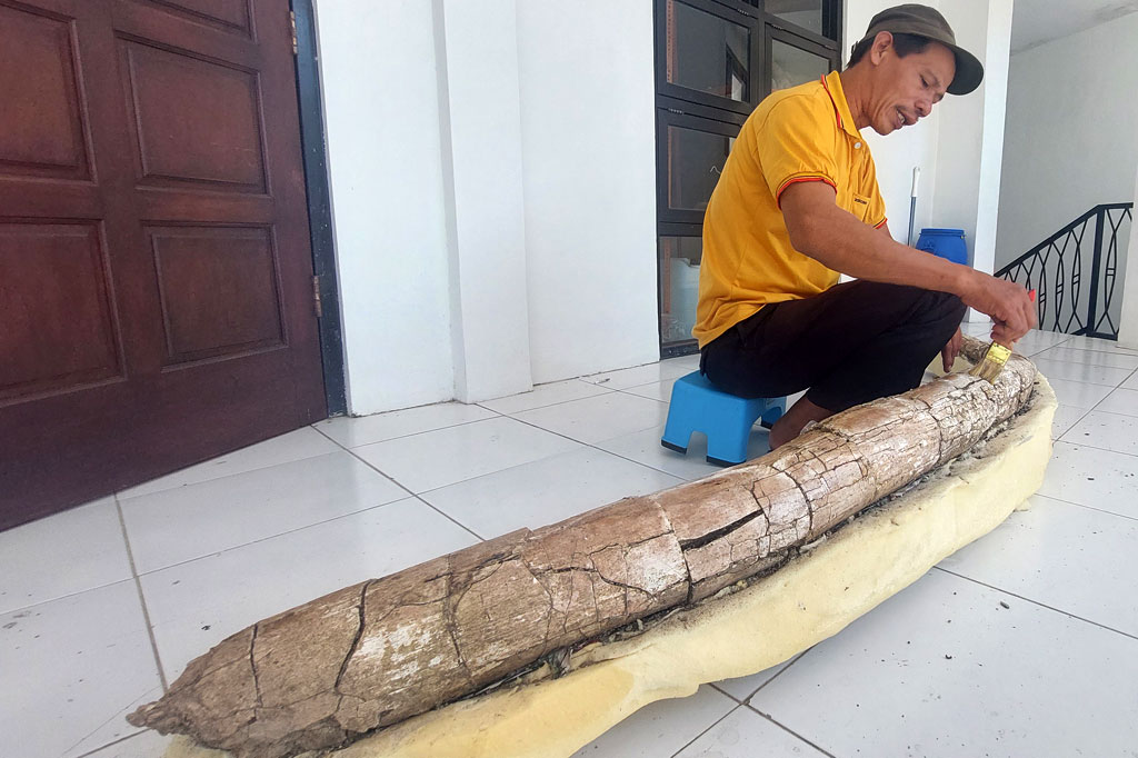 Wujud Fosil Gading Gajah Purba Yang Ditemukan Di Situs Patiayam Medcomid