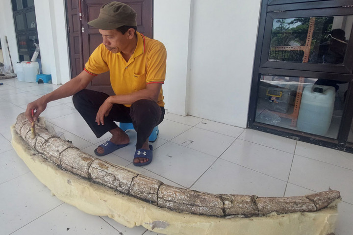 Berdasarkan keterangan tim ahli, fosil sepanjang 2,5 meter tersebut dari segi geologinya berusia antara 750.000 hingga 1,5 juta tahun yang lalu.