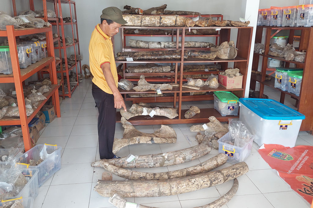 Dengan ditemukannya fosil tersebut, maka hingga kini tercatat sudah ada 40 gading gajah purba, sedangkan kondisinya yang masih utuh sekitar 25 gading dan terpanjang sekitar 4 meter.