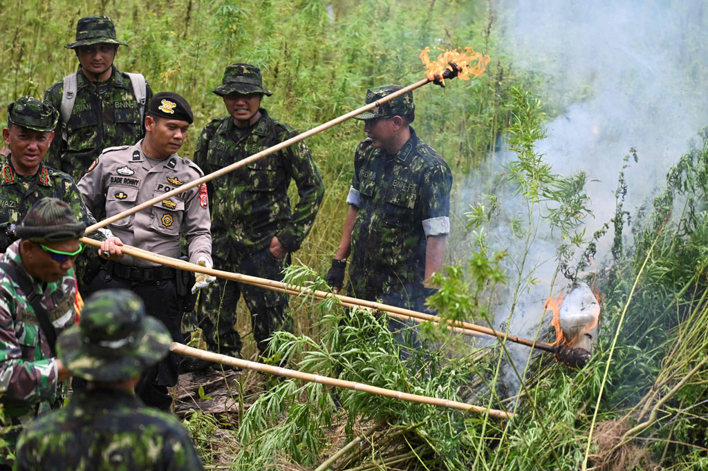 Petugas Badan Narkotika Nasional Provinsi (BNNP) Aceh bersama TNI dan Polri memusnahkan tanaman ganja dengan cara dibakar di kawasan pegunungan Seulawah, Kabupaten Aceh Besar, Aceh, Senin, 22 Agustus 2022.