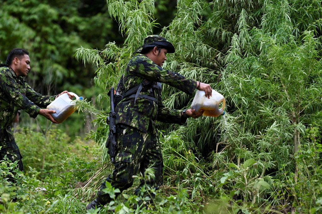 Pemusnahan ladang ganja dipimpin Kepala BNN Provinsi Aceh Brigjen Pol Heru Pranoto di kawasan Lampanah, Kecamatan Seulimeum, Kabupaten Aceh Besar, Senin, 22 Agustus 2022 