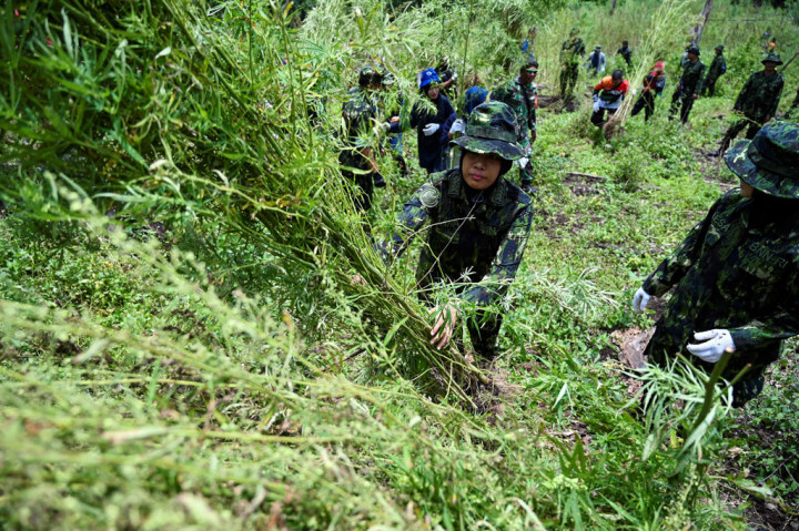 Dalam operasi tersebut, BNNP Aceh memusnahkan sekitar 4,5 hektare tanaman ganja di dua lokasi dan sebagian di antaranya telah dipanen, sementara pemilik tanaman tersebut masih dalam pencarian petugas.