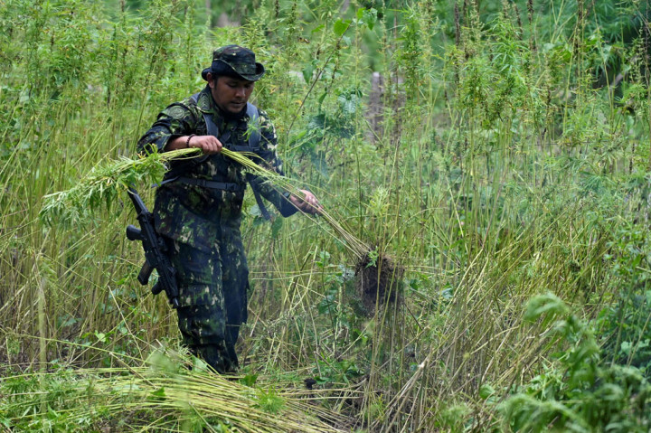 Selanjutnya, terhadap ladang ganja yang dimusnahkan tersebut akan dijadikan lahan untuk program penanaman alternatif menggantikan tanaman ganja dengan tanaman produktif lainnya. 