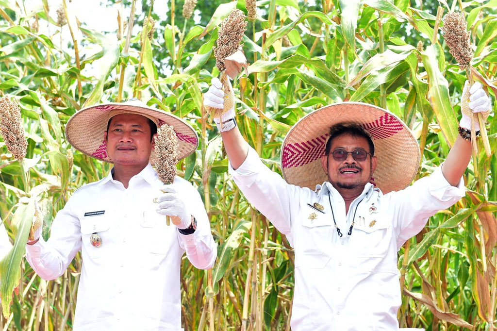 Menteri Pertanian Syahrul Yasin Limpo melakukan panen sorgum di Desa Gondanglor, Kecamatan Sugio, Kabupaten Lamongan, Jawa Timur, Senin, 22 Agustus 2022. 