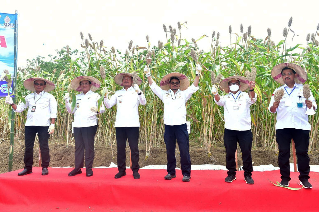  Menurut Mentan, sorgum adalah komoditas penting yang bisa digunakan sebagai bahan makanan pengganti gandum. 