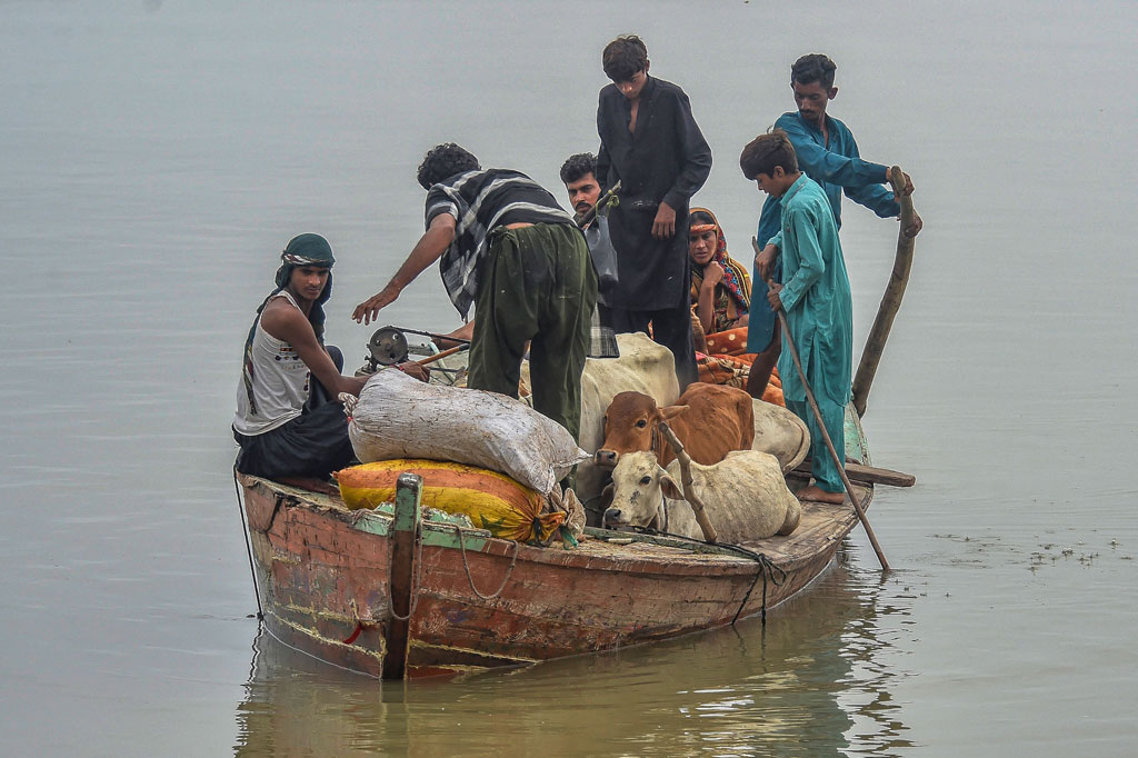 Warga korban banjir mengungsi bersama ternak-ternak mereka ke tempat yang lebih aman di Sukkur, Provinsi Sindh, Pakistan, Sabtu, 27 Agustus 2022.