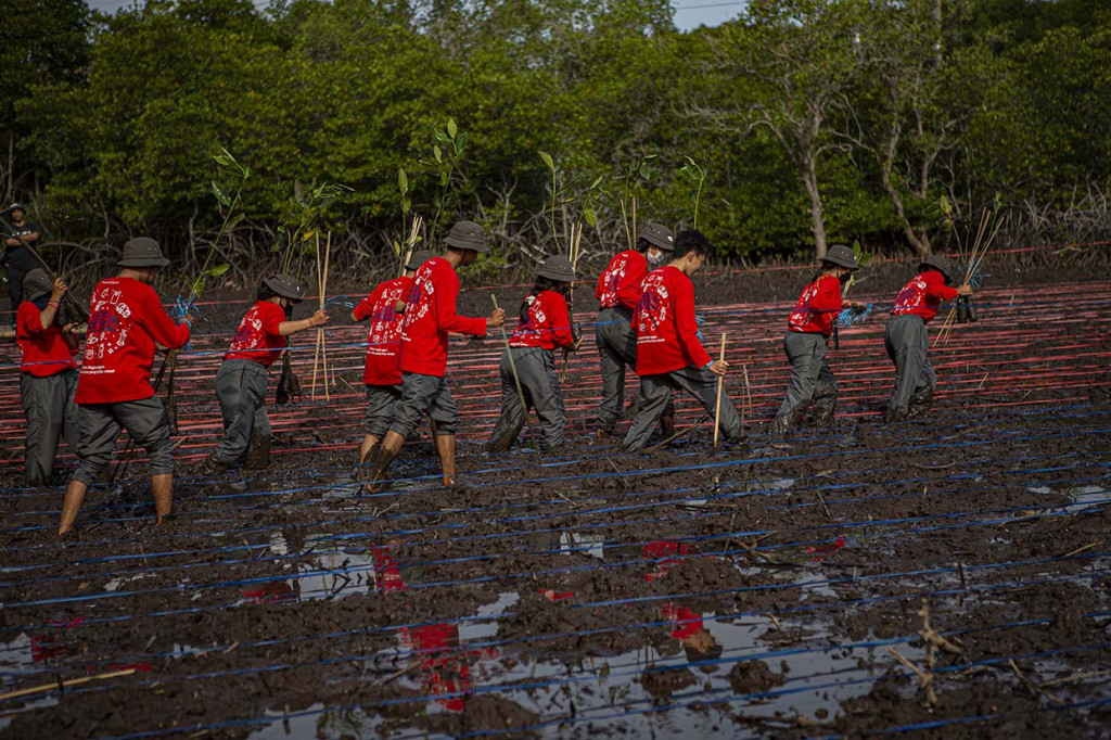 Sejumlah mahasiswa yang tergabung dalam Siap Sadar Lingkungan (Siap Darling) yang diinisiasi oleh Bakti Lingkungan Djarum Foundation membawa bibit mangrove yang akan ditanam di kawasan hutan mangrove Pemogan, Denpasar, Bali, Rabu, 31 Agustus 2022.