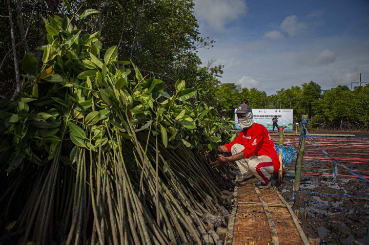 Sebanyak 5.000 bibit mangrove ditanam di kawasan hutan mangrove Pemogan. 