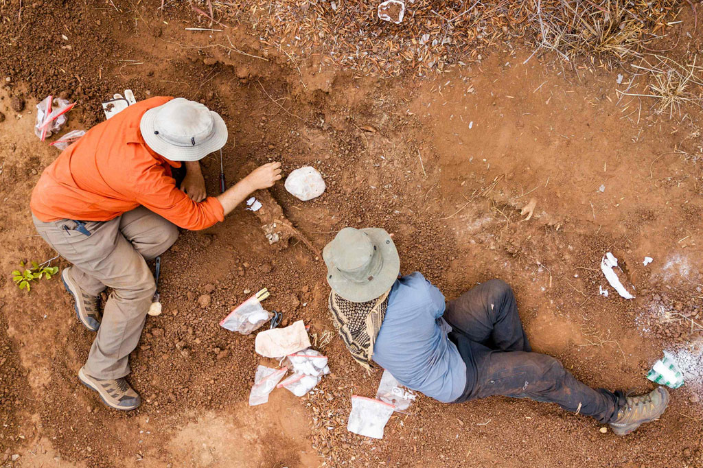 Sterling Nesbitt (kiri) dan Christopher Griffin tengah menggali kerangka dinosaurus herrerasaurid di Lembah Zambezi di Zimbabwe utara.