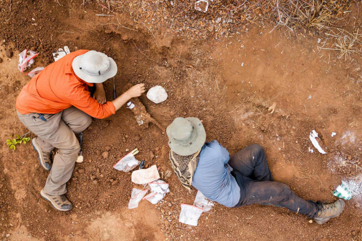 Sterling Nesbitt (kiri) dan Christopher Griffin tengah menggali kerangka dinosaurus herrerasaurid di Lembah Zambezi di Zimbabwe utara.