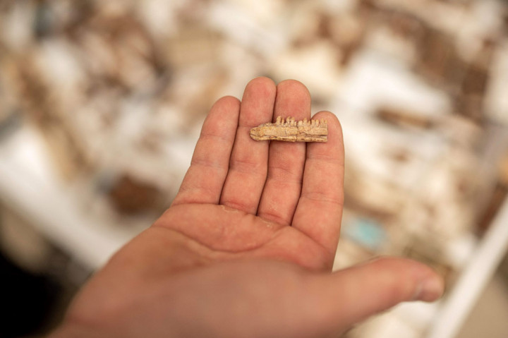 Hewan yang diberi nama Mbiresaurus raathi ini tingginya hanya sekitar satu meter, dengan ekor yang panjang, dan berat hingga 30 kilogram, menurut tim paleontologi internasional yang membuat temuan tersebut.