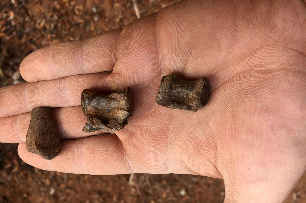 Para ilmuwan di Zimbabwe telah menemukan sisa-sisa dinosaurus tertua di Afrika, yang berkeliaran di bumi sekitar 230 juta tahun yang lalu.