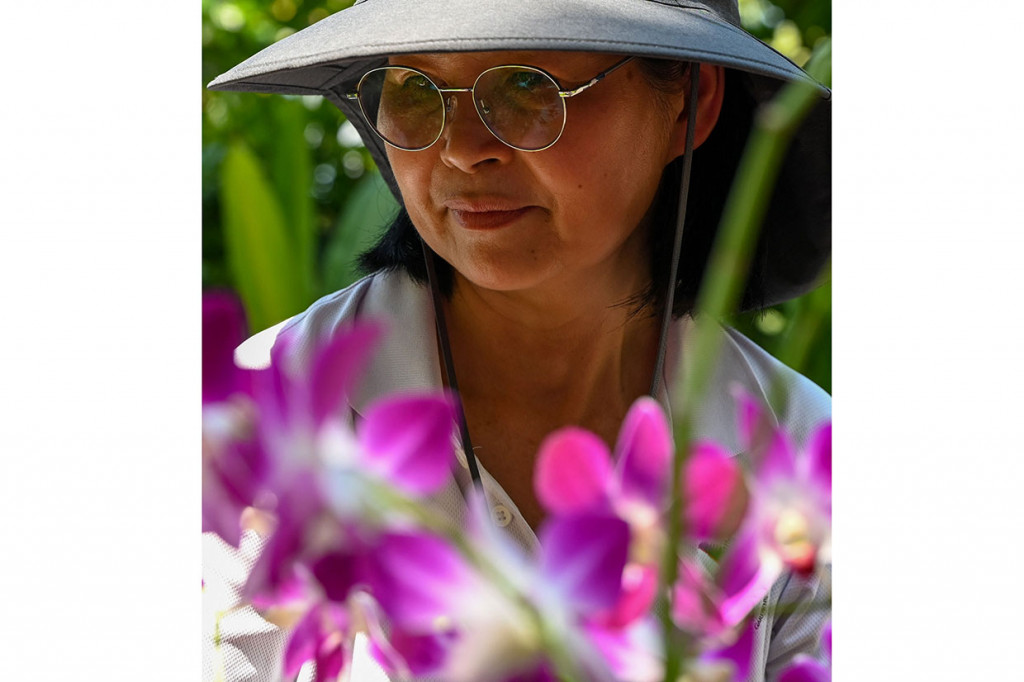 Berbunga hanya dua kali setahun, Dendrobium Elizabeth dibiakkan dari anggrek yang berasal dari Singapura dan Papua Nugini, dan hanya menghasilkan sekitar 40 bunga per tanaman.