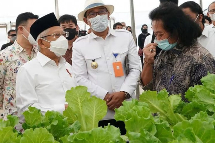 Wapres Ma’ruf Amin meninjau Batamindo Green Farm (Singapura Fresh Green Makmur) di Karawang, Jawa Barat, yang merupakan pusat budidaya pertanian hidroponik terbesar dan modern di Indonesia, Kamis, 15 September 2022.