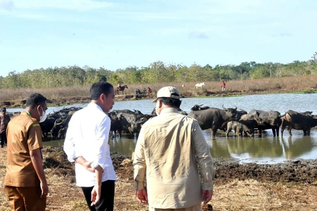 Presiden Joko Widodo (Jokowi) menyempatkan diri menyerap aspirasi dari sejumlah peternak kerbau yang ditemuinya di Desa Werwaru, Pulau Moa, Kabupaten Maluku Barat Daya, Maluku, Kamis, 15 September 2022.