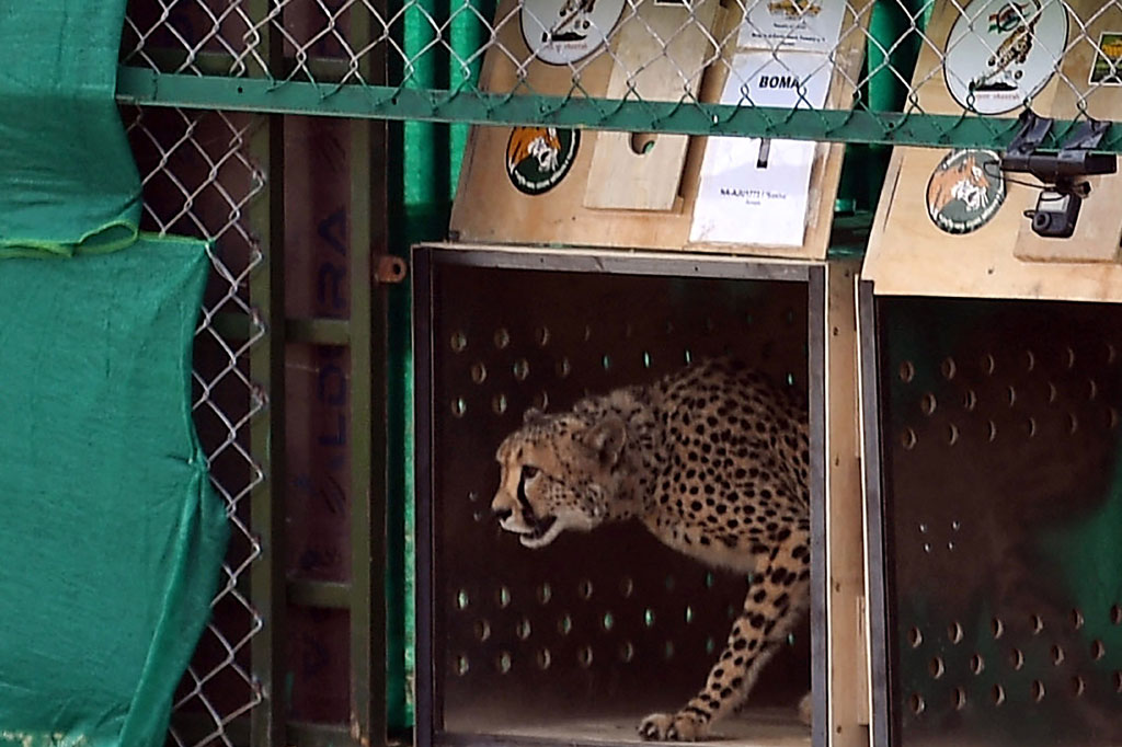 Seekor cheetah liar dilepasliarkan di Taman Nasional Kuno di negara bagian Madhya Pradesh, India, Sabtu, 17 September 2022.