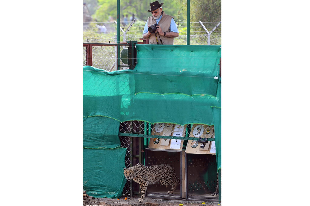Perdana Menteri Narendra Modi memimpin pelepasliaran delapan cheetah di Taman Nasional Kuno, suaka margasatwa 320 kilometer (200 mil) selatan New Delhi yang dipilih karena mangsa dan padang rumputnya yang melimpah.