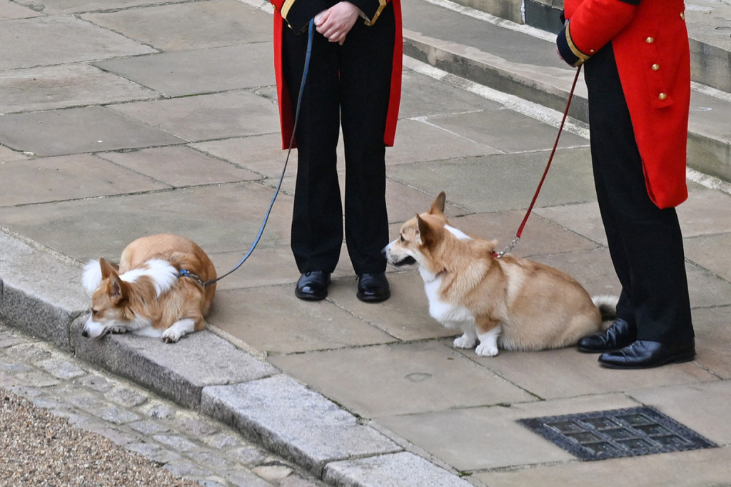 Dua ekor anjing Ratu Elizabeth II, Muick dan Sandy, menanti di sekitar Istana Windsor untuk menyambut kedatangan kereta meriam yang membawa peti jenazah Ratu Elizabeth II. Keduanya dijaga oleh dua staf kerajaan.
