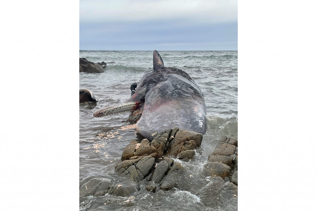 Sedikitnya 14 paus sperma ditemukan mati dan terdampar di pantai terpencil yang ada di Pulau King, lepas pantai utara Tasmania, pekan ini. 
