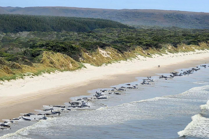 Kawanan paus itu terdampar di Ocean Beach, tampaknya dari spesies paus pilot dan setidaknya setengahnya diperkirakan masih hidup, kata Departemen Sumber Daya Alam dan Lingkungan Tasmania.