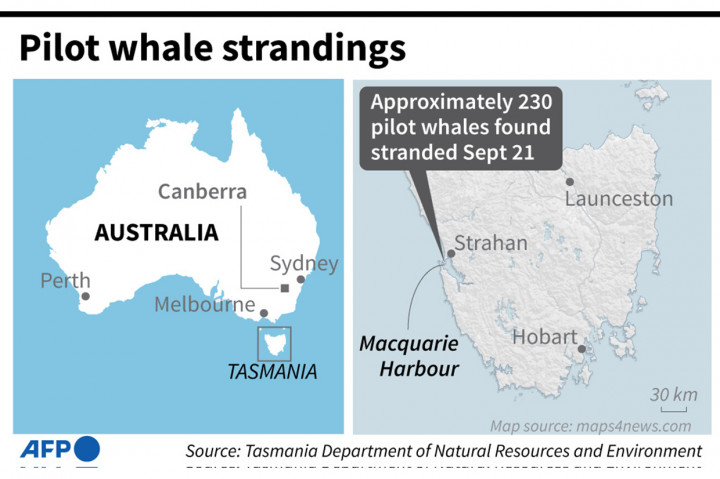 Sekitar 230 paus terdampar di pantai barat Tasmania, hanya beberapa hari setelah 14 paus sperma ditemukan terdampar di sebuah pulau di lepas pantai tenggara Australia, Rabu, 21 September 2022.
