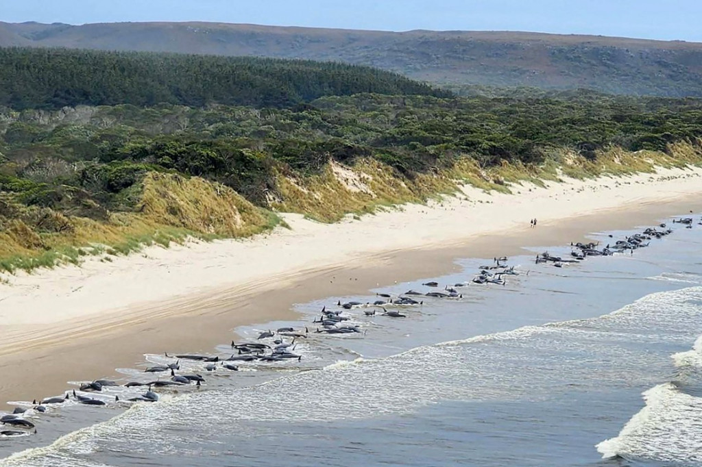 Sekitar 230 paus terdampar di pantai barat Tasmania, hanya beberapa hari setelah 14 paus sperma ditemukan terdampar di sebuah pulau di lepas pantai tenggara Australia, Rabu, 21 September 2022.