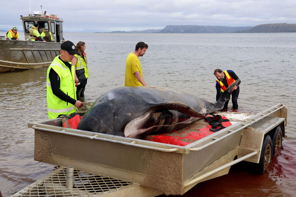 Tim penyelamat melepaskan paus pilot yang terdampar kembali ke laut di Macquarie Heads, di pantai barat Tasmania pada Kamis, 22 September 2022.