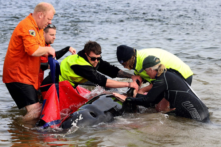 Penduduk setempat telah menutupi beberapa makhluk itu dengan selimut dan menyiramnya dengan air laut agar mereka tetap hidup sampai bantuan tiba. Tetapi banyak dari paus itu dalam kondisi yang mengenaskan.