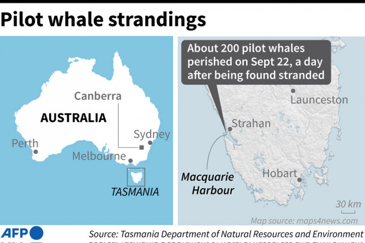 Hampir 200 paus pilot yang terdampar di pantai barat Tasmania, Australia mati, Kamis, 22 September 2022. Dinas margasatwa negara bagian mengatakan hanya 34 dari 226 paus pilot bersirip panjang yang terdampar bisa diselamatkan.
