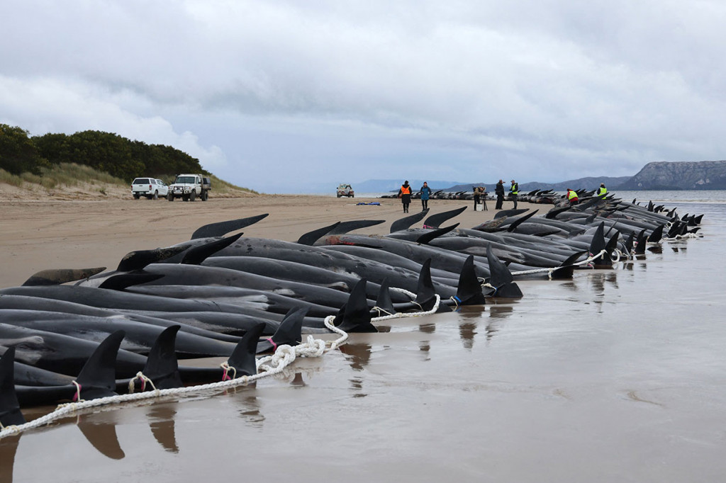 Ratusan paus pilot yang mati dibariskan di sepanjang pantai barat Tasmania, Australia, Jumat, 23 September 2022. Hampir 200 paus pilot yang terdampar di pantai barat Tasmania, Australia mati, sementara hanya beberapa yang bisa diselamatkan dan dikembalikan ke laut lepas.
