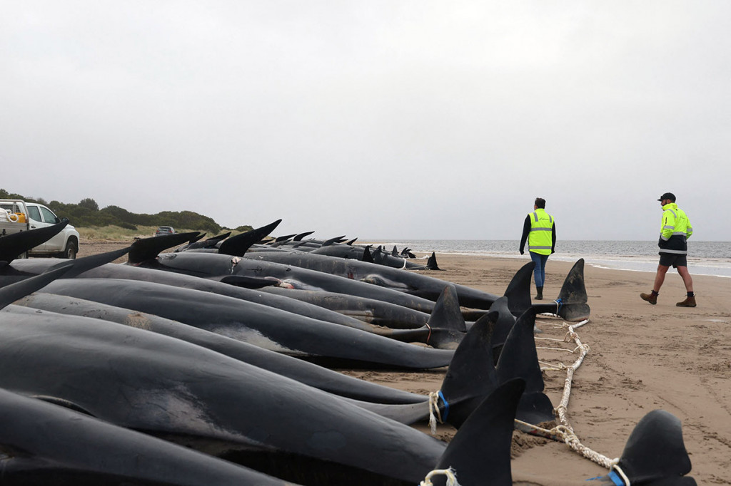 Saat ini petugas tengah berupaya mengumpulkan ratusan paus pilot yang mati di pinggir pantai untuk kemudian ditarik secara massal ke laut lepas untuk dibuang.