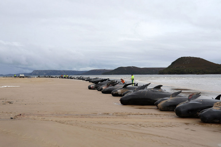 Jika dibiarkan di perairan dangkal atau di pantai, bangkai tersebut bisa menarik hiu dan membawa penyakit.