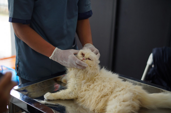 Ia menyampaikan, target vaksinasi di Garut tahun ini adalah sebanyak 1.080 ekor HPR, yang direalisasikan melalui vaksinasi hewan gratis selama 3 hari yaitu di SDN 1 Cikajang dan di Aula Desa Cikajang, hari berikutnya di Alun-Alun Limbangan, dan puncaknya hari ketiga di Kantor Diskanak Garut. 