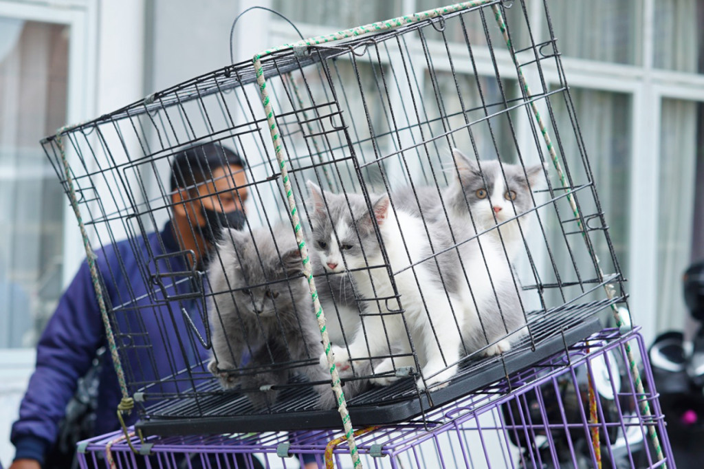 Sekretaris Dinas Perikanan dan Peternakan Garut, Dyah Savitri mengatakan, pelaksanaan Hari Rabies Sedunia yang dilaksanakan setiap tanggal 28 September berada di daerahnya merupakan salah satu wilayah endemis rabies, artinya wilayah yang pernah ada kasus positif rabies baik pada manusia maupun hewan. 
