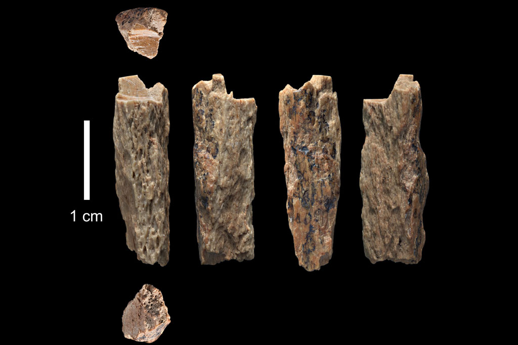 Paabo, direktur departemen genetika di Institut Max Planck untuk Antropologi Evolusi, menemukan bahwa transfer gen telah terjadi dari hominin yang sekarang sudah punah ini ke Homo sapiens setelah migrasi keluar dari Afrika sekitar 70.000 tahun yang lalu.