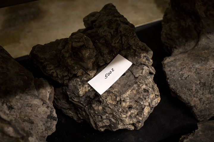 Diidentifikasi sebagai contoh pertama yang ditemukan dari jenis Homo erectus, cikal bakal manusia modern secara anatomis, Manusia Jawa adalah pusat dari koleksi penting di museum Naturalis di Leiden.