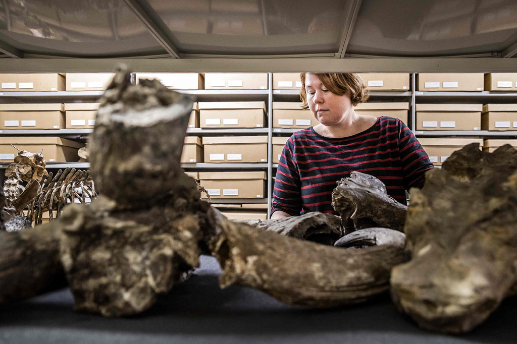 Seorang perempuan melihat fosil yang merupakan bagian dari koleksi Dubois, di museum Naturalis, Leiden, Belanda pada Selasa, 18 Oktober 2022. Indonesia meminta Belanda untuk mengembalikan delapan koleksi seni dan ilmu pengetahuan alam, termasuk termasuk sisa-sisa hominid yang dikenal sebagai Manusia Jawa (Homo erectus paleojavanicus).